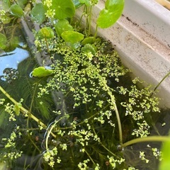 ミジンコウキクサの画像