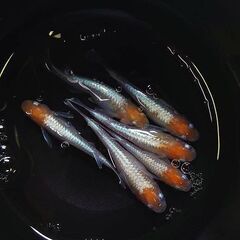 めだか　紅白体外光メダカ　針子　20匹　1000円の画像