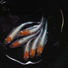 めだか　紅白体外光メダカ　針子　20匹　1000円