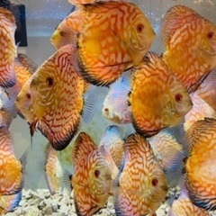 熱帯魚ディスカス若魚4匹