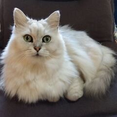 大人猫とおだやかにのんびり一緒に過ごしていただける方お願いします②