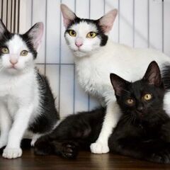 5月24日（土）💚🌟三鷹で猫の譲渡会💚🌟　黒猫の　男の子　生後3ヶ月　飼い主不在確認すみ - 三鷹市