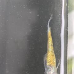 めだか　桜餅　ワンペア　メダカの画像
