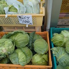 無農薬キャベツ