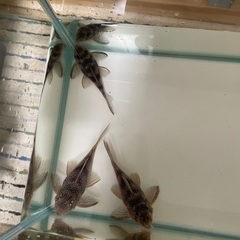 L136（スターダストクラウン）ワイルド（熱帯魚）