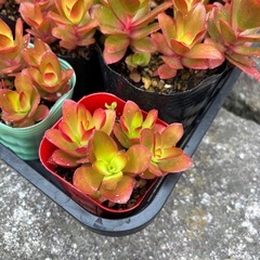 多肉植物  火祭り  1個  30円の画像