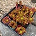 ランキングキーワードに紐づく投稿画像-多肉植物