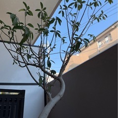 【無料•譲ります】大型観葉植物フィカスジャンボリーフ
