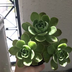 100円　レモネード　アエオニウム　多肉植物の画像