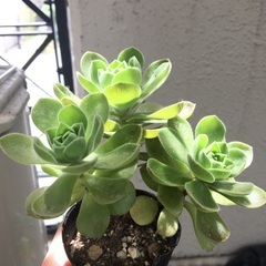100円　レモネード　アエオニウム　多肉植物の画像