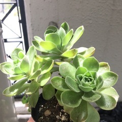100円　レモネード　アエオニウム　多肉植物