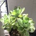 ランキングキーワードに紐づく投稿画像-多肉植物