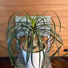 観葉植物 ポニーテール(トックリラン) ②