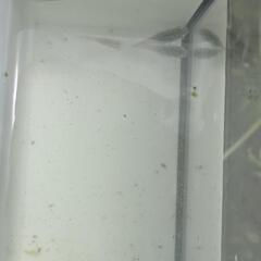 めだか　深海2匹セット　メダカの画像