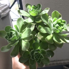 レモネード　アエオニウム　多肉植物