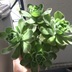 ランキングキーワードに紐づく投稿画像-多肉植物