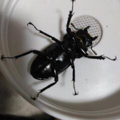 フォルスターフタマタキヨタミ♀単の画像