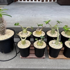 アデニウム  ラメリー  塊根植物セット　