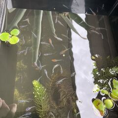 お譲り先決まりました。めだか ミックス 30匹の画像