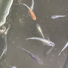 お譲り先決まりました。めだか ミックス 30匹の画像