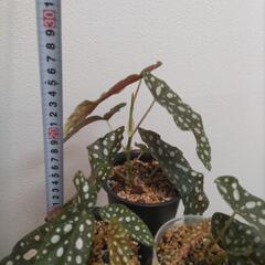 ベゴニア マクラータの画像