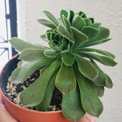レモネード　アエオニウム　多肉植物