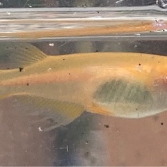 パーティドレスメダカの画像