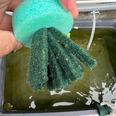 🐟クラース松井ヒレ長の卵！産卵床ごと！