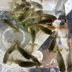 らんちゅう黒仔の画像