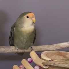 コザクラインコの里親を探しています。