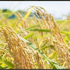 米農家様、お米をお譲り願います〜愛知県内〜年間契約希望