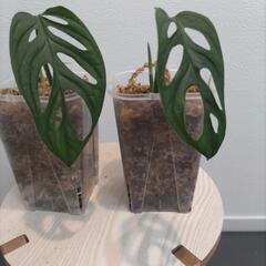 観葉植物  マドカズラ