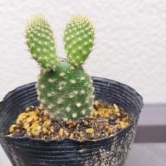 ウサギサボテン🌵