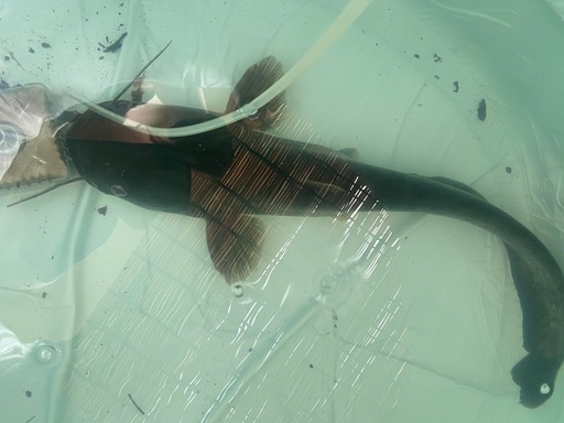 天然個体　ビワコオオナマズ