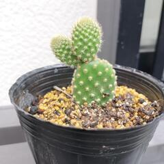 ウサギサボテン