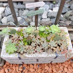 サボテン寄植え