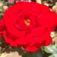 ✨神代植物公園　バラ🌹見に行きませんか🙋🚶‍♀️✨