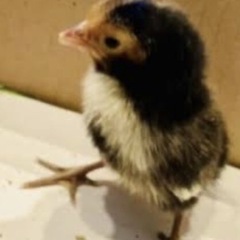 リトルママ　孵卵器おまけアローカナ有精卵セットの画像