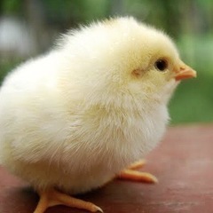 リトルママ　孵卵器おまけアローカナ有精卵セットの画像