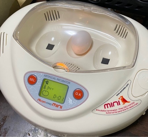 リトルママ孵卵器おまけアローカナ有精卵セット (kei) 前橋の