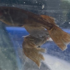 ブラックキングメダカの画像