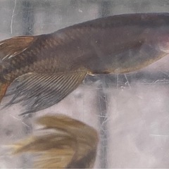 ブラックキングメダカの画像