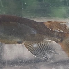 ブラックキングメダカの画像