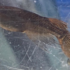 ブラックキングメダカの画像