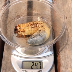 カブトムシの幼虫　無料で差し上げます⑨