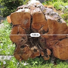 一位の木
の画像