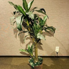 フェイクグリーン④🪴 観葉植物