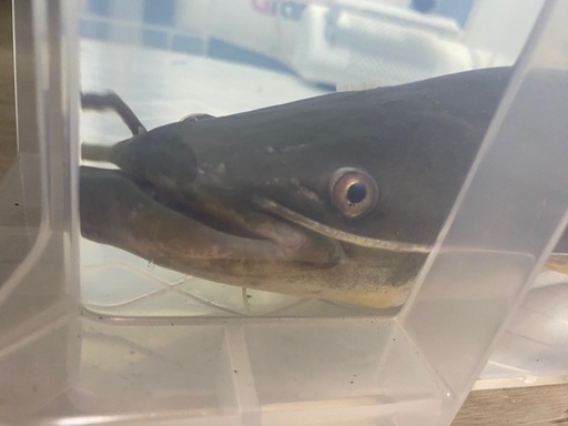 天然個体　ビワコオオナマズ