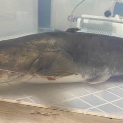 天然個体 ビワコオオナマズ