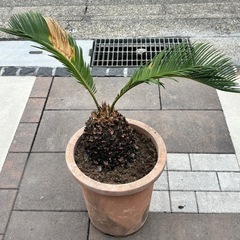 ソテツ　剪定済み